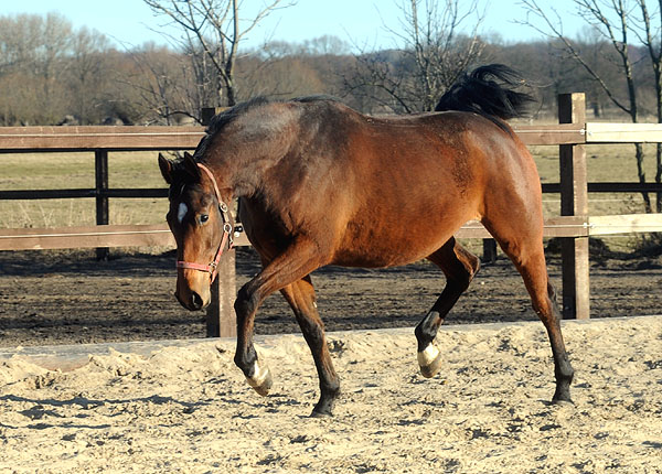 Beresina in der Jungstutenherde in Schplitz - Foto: Beate Langels - Trakehner Gestt Hmelschenburg - 6. Mrz 2011