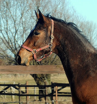 Oldenburger Mare by Summertime out of Beloved by Kostolany - at the age of 12 hours