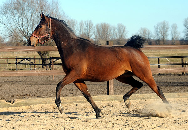 Beresina in der Jungstutenherde in Schplitz - Foto: Beate Langels - Trakehner Gestt Hmelschenburg - 6. Mrz 2011