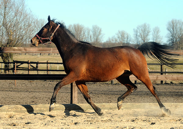 Beresina in der Jungstutenherde in Schplitz - Foto: Beate Langels - Trakehner Gestt Hmelschenburg - 6. Mrz 2011