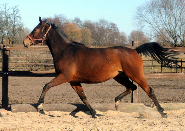 Beresina in der Jungstutenherde in Schplitz - Foto: Beate Langels - Trakehner Gestt Hmelschenburg - 6. Mrz 2011