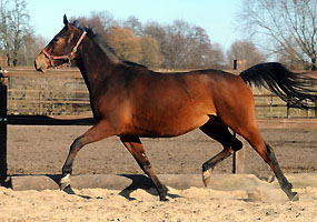 Oldenburger Mare by Summertime out of Beloved by Kostolany - Sandro, Trakehner Gest�t H�melschenburg - Beate Langels