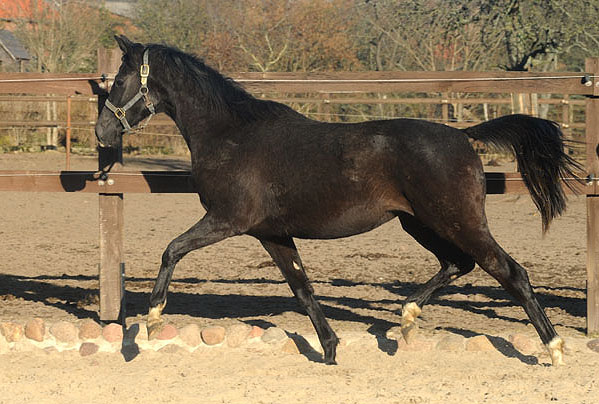 Schwalbensiegel von Kostolany u.d. Elitestute Schwalbenspiel v. Exclusiv - 6. Mrz 2011 - Foto: Beate Langels - Trakehner Gestt Hmelschenburg