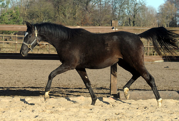 Schwalbensiegel von Kostolany - 6. Mrz 2011 - Foto: Beate Langels - Trakehner Gestt Hmelschenburg