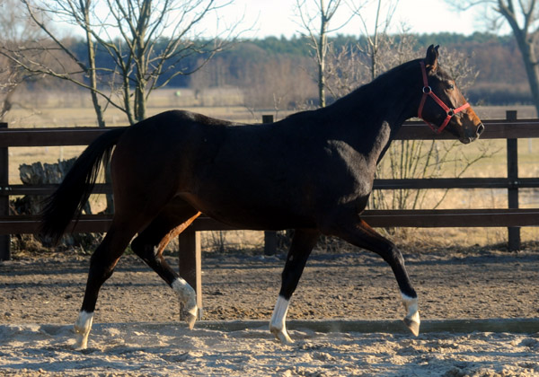 6. M�rz 2011 - Foto: Beate Langels - Trakehner Gest�t H�melschenburg