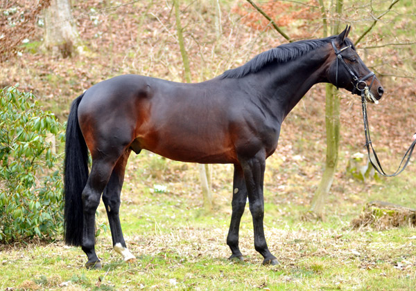 Oliver Twist v. Monteverdi - Sixtus - Consul (Foto: Beate Langels) - Trakehner Gestt Hmelschenburg