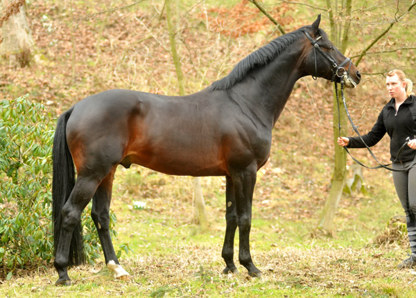Oliver Twist v. Monteverdi - Sixtus - Consul (Foto: Beate Langels) - Trakehner Gestt Hmelschenburg