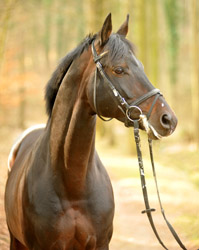 Oliver Twist v. Monteverdi - Sixtus - Consul (Foto: Beate Langels) - Trakehner Gestt Hmelschenburg