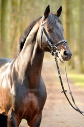 Oliver Twist v. Monteverdi - Sixtus - Consul (Foto: Beate Langels) - Trakehner Gestt Hmelschenburg