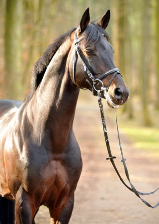 Oliver Twist v. Monteverdi - Sixtus - Consul (Foto: Beate Langels) - Trakehner Gestt Hmelschenburg