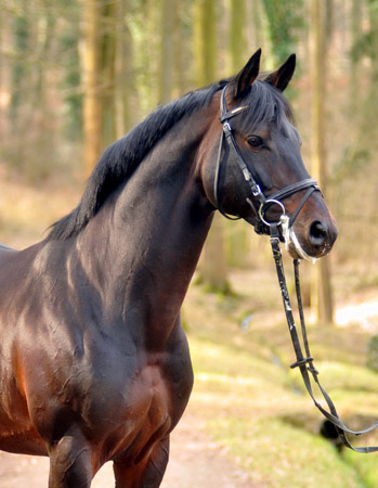 Oliver Twist v. Monteverdi - Sixtus - Consul (Foto: Beate Langels) - Trakehner Gestt Hmelschenburg