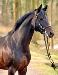Oliver Twist v. Monteverdi - Sixtus - Consul (Foto: Beate Langels) - Trakehner Gestt Hmelschenburg