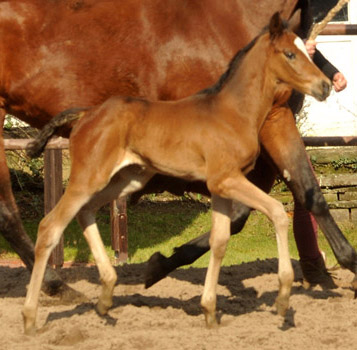 Trakehner Stutfohlen von Saint Cyr u.d. Prmien- und Staatsprmienstute Karena v. Freudenfest - Foto: Beate Langels, Trakehner Gestt Hmelschenburg