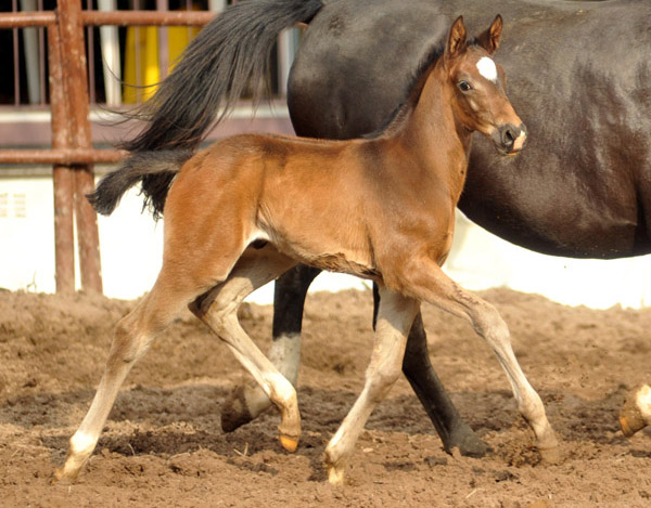  Trakehner Hengstfohlen von Summertime u.d. Thirica v. Enrico Caruso