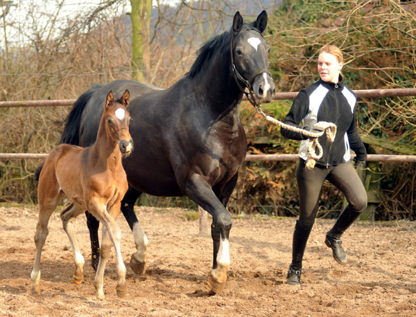  Trakehner Hengstfohlen von Summertime u.d. Thirica v. Enrico Caruso