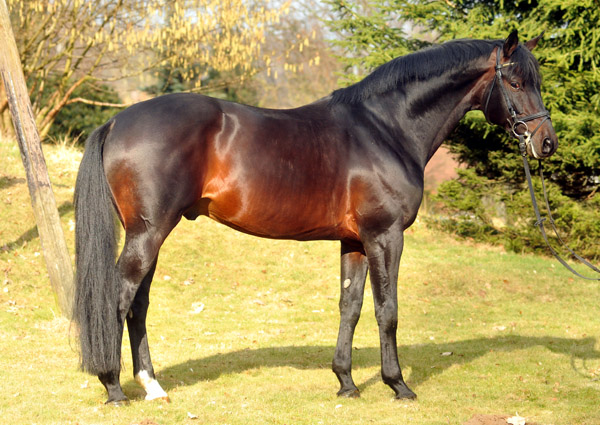 Oliver Twist v. Monteverdi - Sixtus - Consul (Foto: Beate Langels) - Trakehner Gestt Hmelschenburg