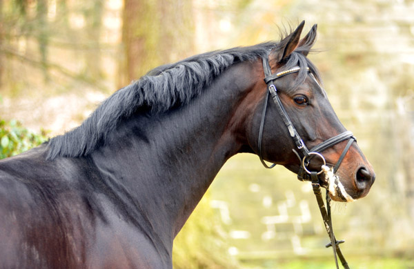 Oliver Twist v. Monteverdi - Sixtus - Consul (Foto: Beate Langels) - Trakehner Gestt Hmelschenburg