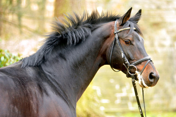 Oliver Twist v. Monteverdi - Sixtus - Consul (Foto: Beate Langels) - Trakehner Gestt Hmelschenburg