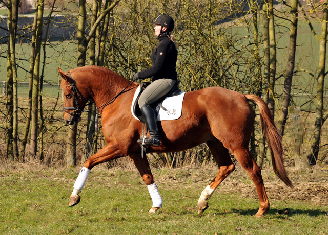 Rivergold v. Freudenfest - Trakehner Gestt Hmelschenburg