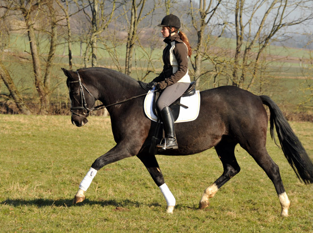 Greta Garbo v. Alter Fritz - seit 9 Fohlen in 9 Zuchtjahren wieder unter dem Reiter - Foto Beate Langels Gestt Hmelschenburg