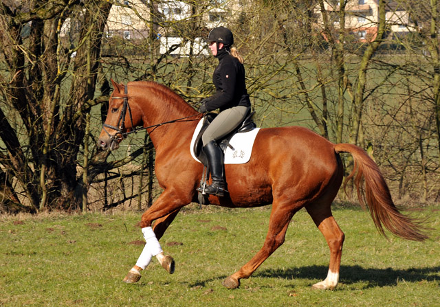 Rivergold v. Freudenfest - Trakehner Gestt Hmelschenburg