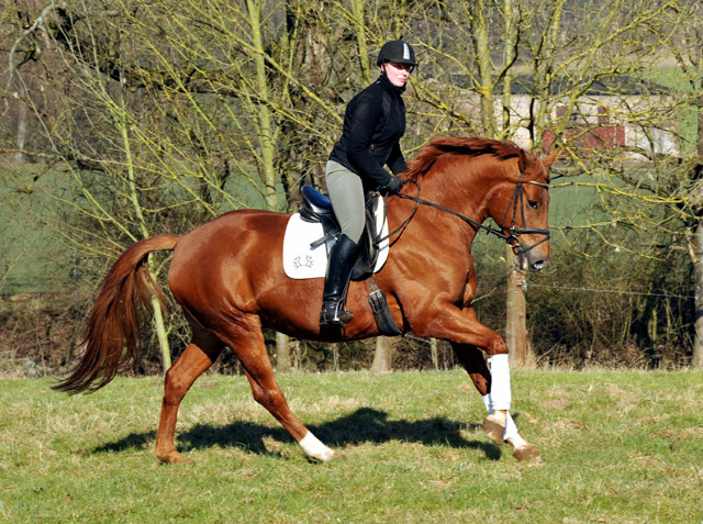 Rivergold v. Freudenfest - Trakehner Gestt Hmelschenburg