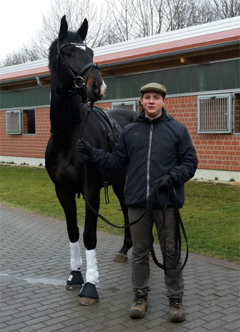 Trakehner Hengst von Kostolany u.d. Schwalbenfeder v. Summertime - Foto: Beate Langels