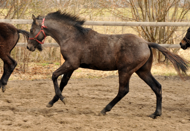 Jährlingshengst Theo v. Millenium x Exclusiv - copyright Beate Langels, Trakehner Gestüt Hämelschenburg