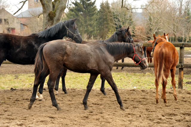 Jährlingshengst Theo v. Millenium x Exclusiv  - copyright Beate Langels, Trakehner Gestüt Hämelschenburg