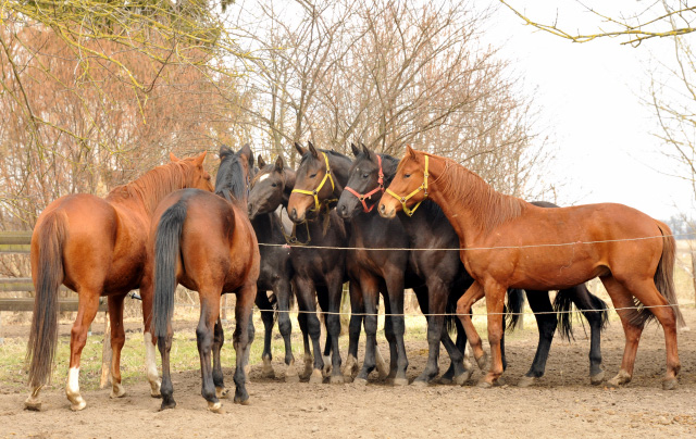 Die zweijährigen Hengste  - copyright Beate Langels, Trakehner Gestüt Hämelschenburg