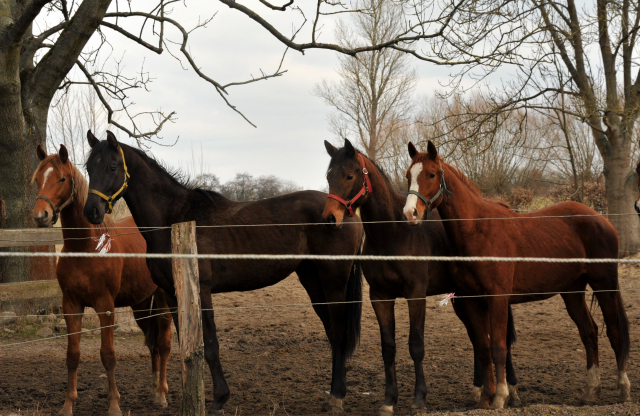 Die zweijährigen Hengste  - copyright Beate Langels, Trakehner Gestüt Hämelschenburg