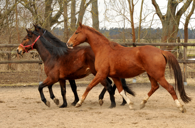 Fuchswallach v. Freudenfest u.d. Rubina v. Tycoon - copyright Beate Langels, Trakehner Gestt Hmelschenburg