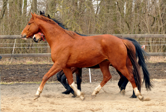 Fuchswallach v. Freudenfest u.d. Rubina v. Tycoon - copyright Beate Langels, Trakehner Gestüt Hämelschenburg