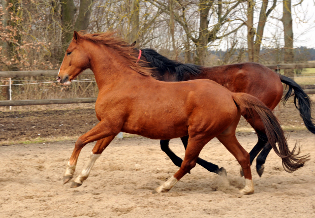 Fuchswallach v. Freudenfest u.d. Rubina v. Tycoon - copyright Beate Langels, Trakehner Gestt Hmelschenburg