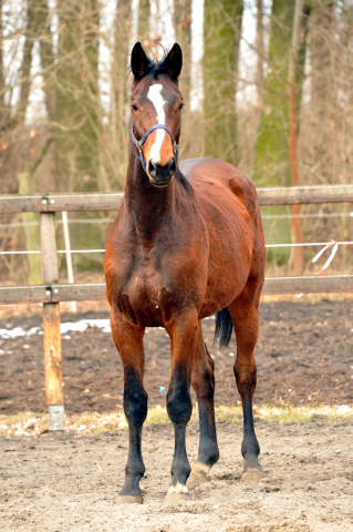 Karalino v. Summertime u.d. Karalina v. Exclusiv - copyright Beate Langels, Trakehner Gestüt Hämelschenburg