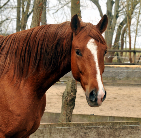 Fuchswallach v. Freudenfest u.d. Rubina v. Tycoon - copyright Beate Langels, Trakehner Gestüt Hämelschenburg