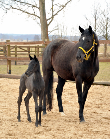 Winterfee mit ihrem Hengstfohlen von Herakles - copyright Beate Langels, Trakehner Gestüt Hämelschenburg