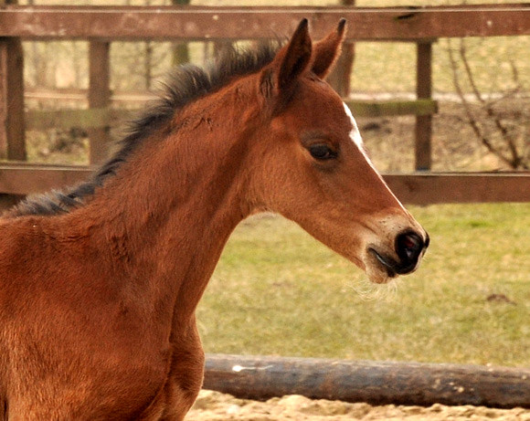 Stutfohlen von Freudenfest u.d. Karalina v. Exclusiv - copyright Beate Langels, Trakehner Gestüt Hämelschenburg
