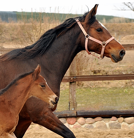 Karalina mit ihrer Tochter von Freudenfest - copyright Beate Langels, Trakehner Gestüt Hämelschenburg