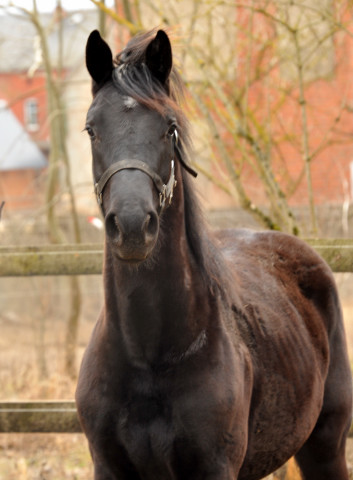 Jährlingshengst von Totilas - copyright Beate Langels, Trakehner Gestüt Hämelschenburg