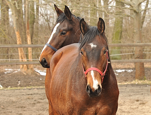 3-jhrige Wallache v. Summertime- copyright Beate Langels, Trakehner Gestt Hmelschenburg