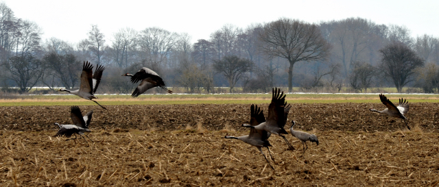 Die Kraniche fühlen sich in Schäplitz sehr wohl - copyright Beate Langels, Trakehner Gestüt Hämelschenburg