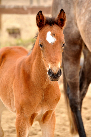 Time for twist - Stutfohlen von Oliver Twist u.d. Teatime v. Summertime - copyright Beate Langels, Trakehner Gestt Hmelschenburg