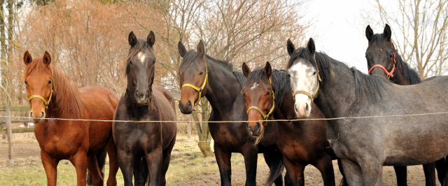 Die zweijährigen Hengste - copyright Beate Langels, Trakehner Gestüt Hämelschenburg