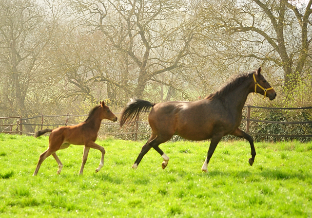 Schwalbendiva und ihre Tochter von Sir Donnerhall I
 Trakehner Gestt Hmelschenburg - Beate Langels