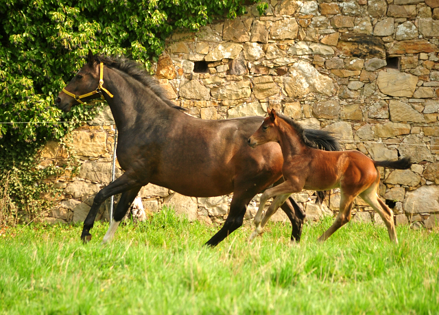 Schwalbendiva und ihre Tochter von Sir Donnerhall I
 - Trakehner Gestt Hmelschenburg - Beate Langels