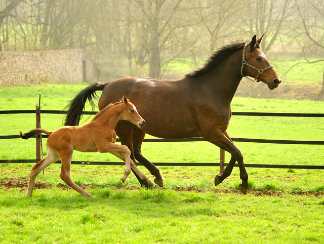 6 Tage alt - Stutfohlen von High Motion u.d. Pr.u.StPrSt. Schwalbenlicht v. Imperio
 - Trakehner Gestt Hmelschenburg - Beate Langels