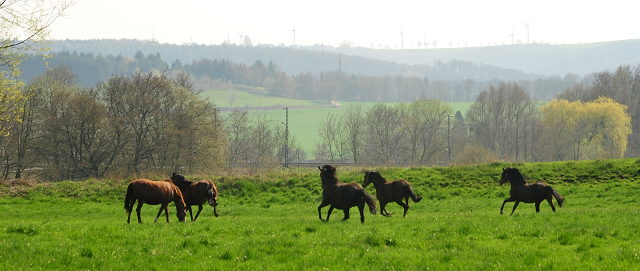 
 Trakehner Gestt Hmelschenburg - Beate Langels