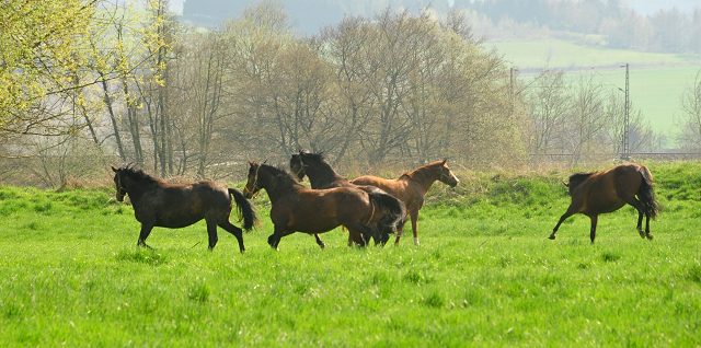 
 Trakehner Gestt Hmelschenburg - Beate Langels