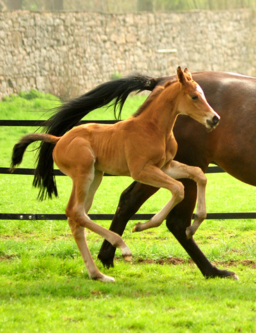 6 Tage alt - Stutfohlen von High Motion u.d. Pr.u.StPrSt. Schwalbenlicht v. Imperio
 - Trakehner Gestt Hmelschenburg - Beate Langels